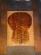 1 Set Quilted Sapele Pommele Acoustic Guitar Back And Sides Luthier Tonewood
