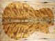 5a Flame Maple Wood Burl Bookmatch Electric Bass Drop Top Set Luthier Supply