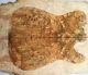 7726-1 5a Spalted Golden Camphor Wood Burl Les Paul Guitar Drop Top Set Luthier