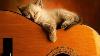 Ultimate Relaxing Guitar Music Collection Playlist
